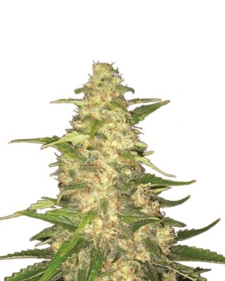 Big Bud von Nirvana Seeds - Alchimia