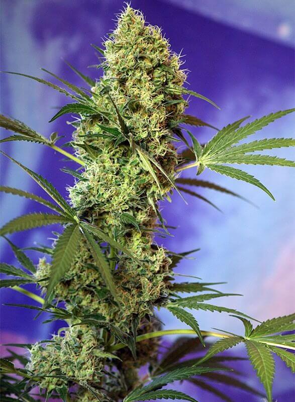 Big Devil Auto - Alchimia