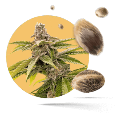 White Biscotti OG XXL Samen - Feminisiert - Sensi Seeds