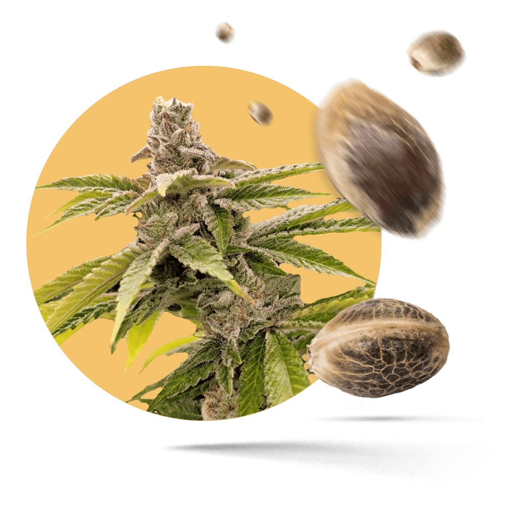 White Biscotti OG XXL Samen - Feminisiert - Sensi Seeds