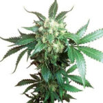 Black Domina