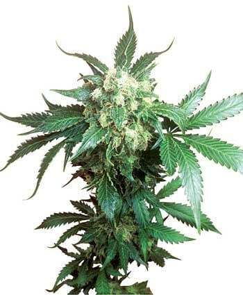 Black Domina - Alchimia
