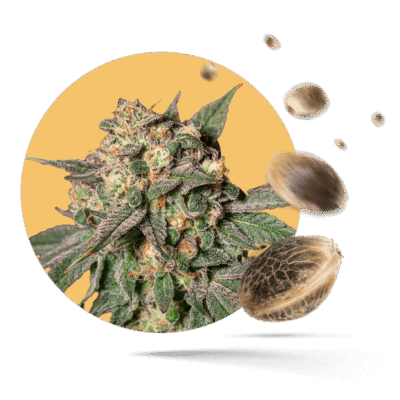 Black Domina Samen – Feminisiert – Sensi Seeds