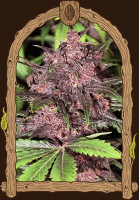 Black Haze Auto - Alchimia