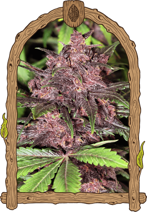 Black Haze Auto - Alchimia