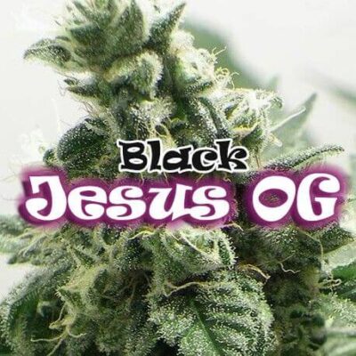 Black Jesus OG - Alchimia