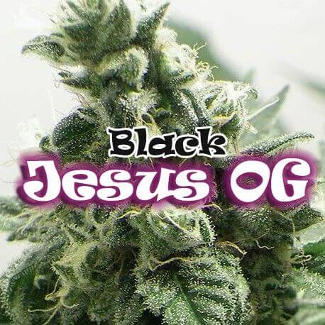 Black Jesus OG - Alchimia