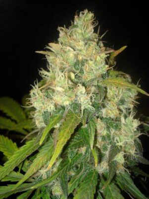 Black Russian - Alchimia