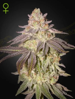 Black Toffee Auto - Alchimia