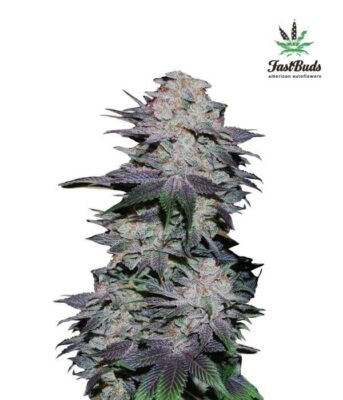 Blackberry - Alchimia