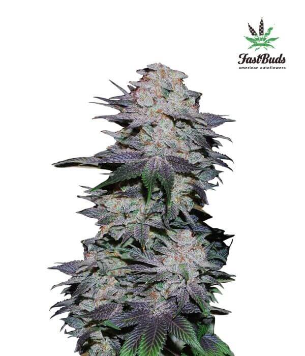 Blackberry - Alchimia