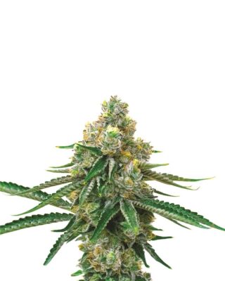 Blackjack - Alchimia