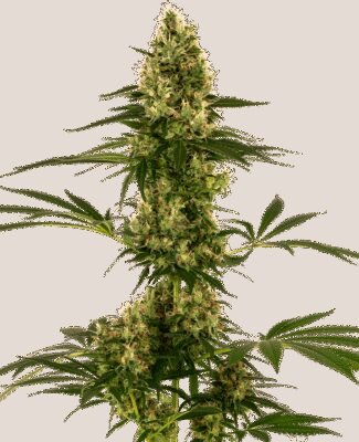 Blue Bullet Auto aka Sensi 119 - Alchimia