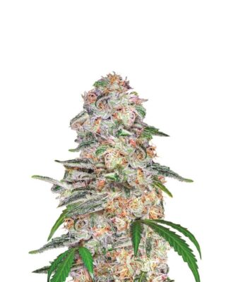 Blue Dream - Alchimia