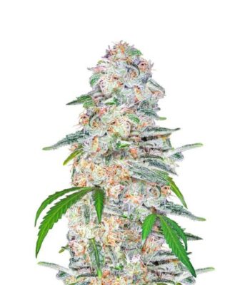 Blue Dream Auto - Alchimia