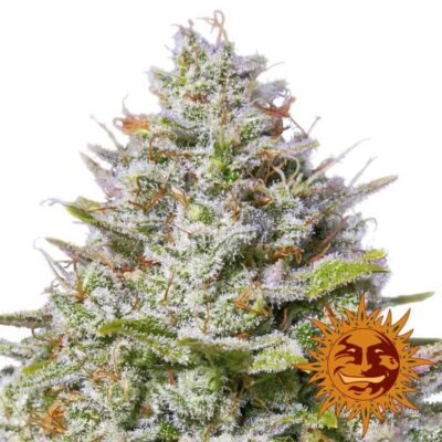 Blue Gelato 41 - Alchimia
