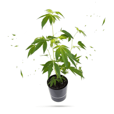 Blue Gelato 41 Steckling – Greenfield