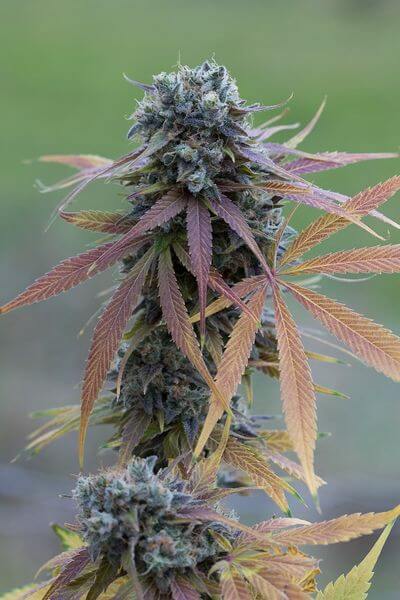 Blue Kush Autoflowering - Alchimia