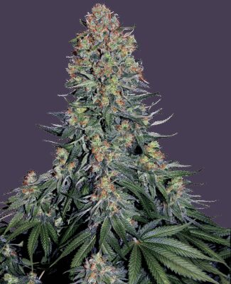 Blue Skunk - Alchimia