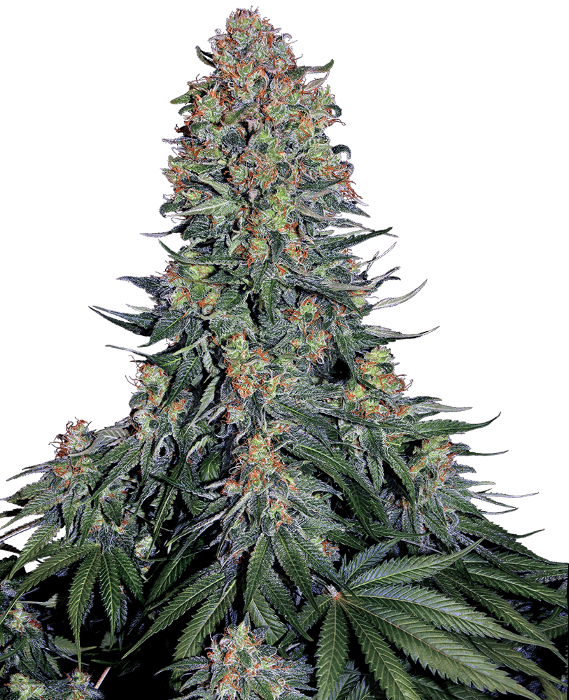 Blue Skunk - Alchimia