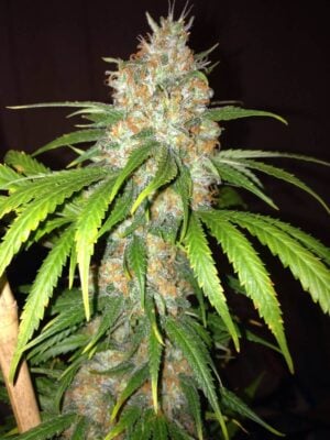 Blue Widow - Alchimia