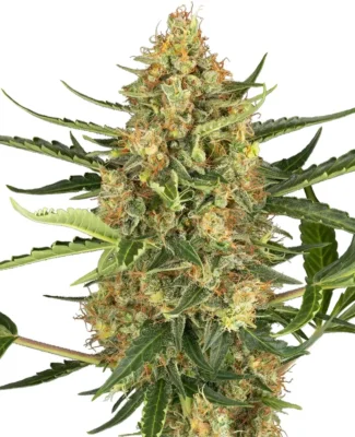 Blueberry Bubblegum Auto - Alchimia