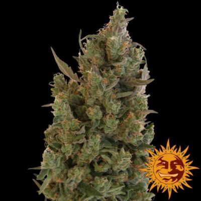 Blueberry Cheese - Alchimia