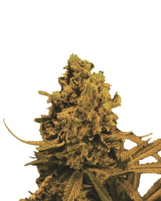 Blueberry Kush Auto - Alchimia