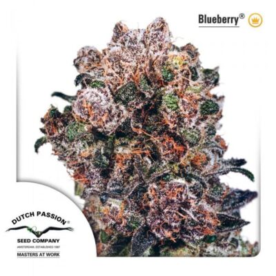 Blueberry - Regular - Alchimia
