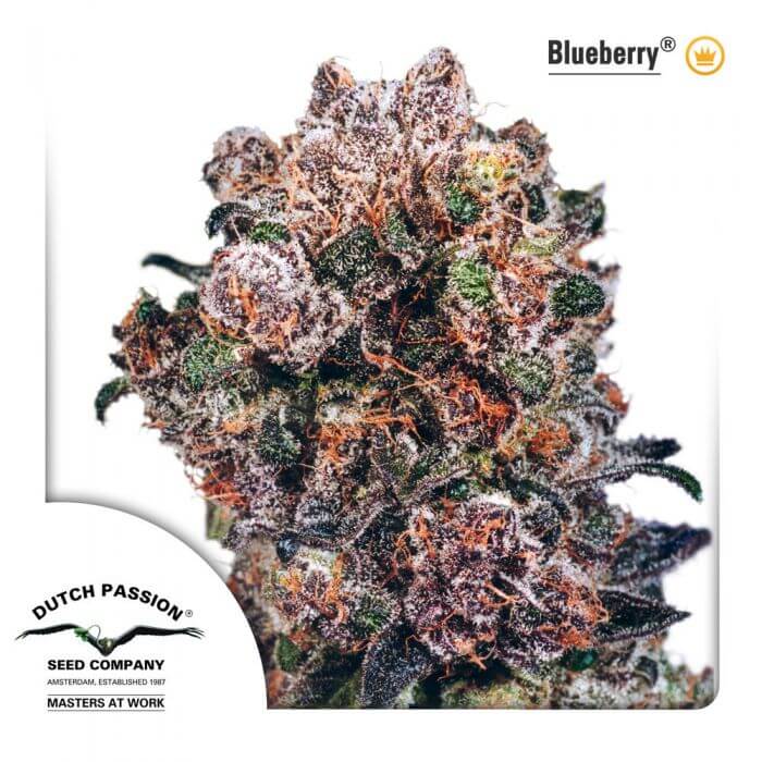 Blueberry - Regular - Alchimia