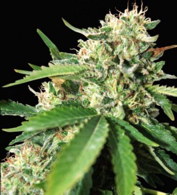 Brazil Amazonia - Alchimia