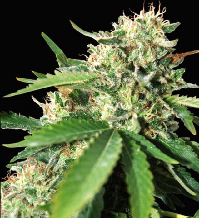 Brazil Amazonia - Alchimia