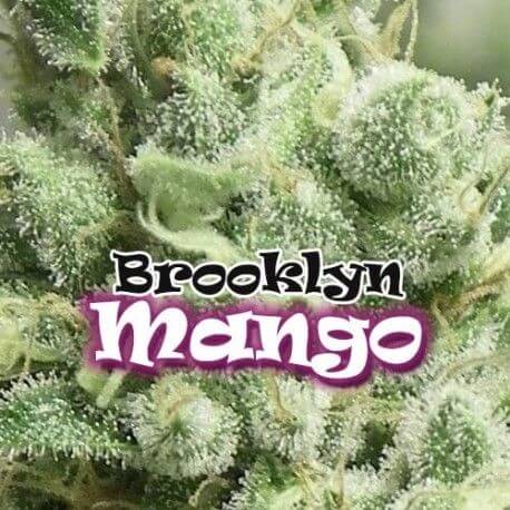 Brooklyn Mango 8 samen - Alchimia