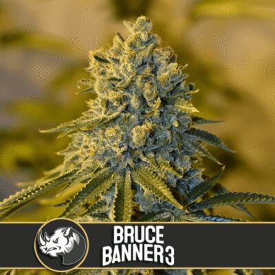 Bruce Banner 3 - Alchimia