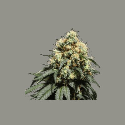 Bruce Lemon Diesel - Alchimia