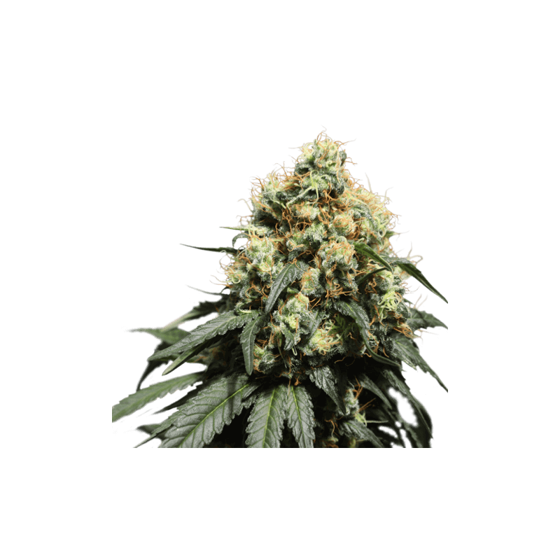 Bruce Lemon Diesel - Alchimia