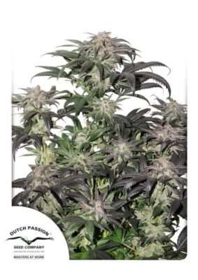 Bubba Island Kush - Alchimia