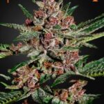 Bubba Kush