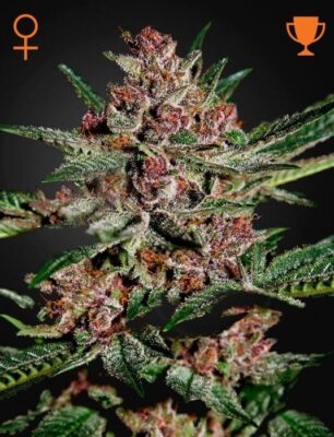 Bubba Kush - Alchimia