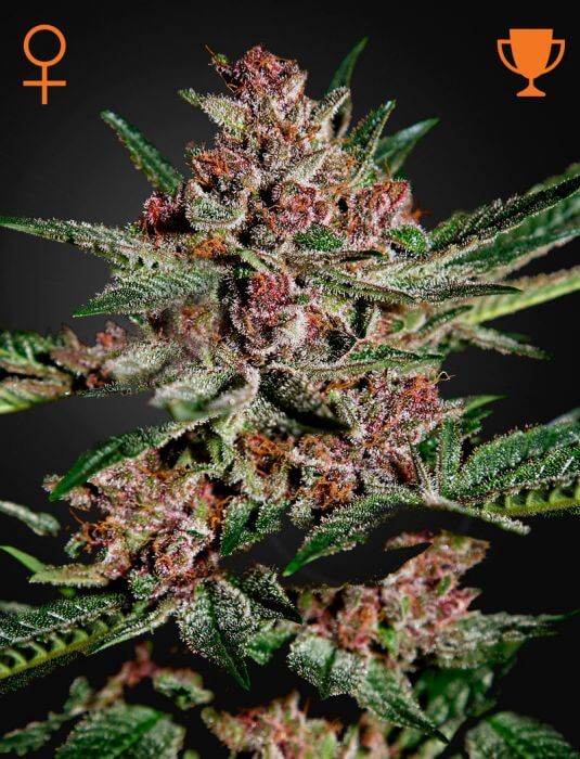 Bubba Kush - Alchimia