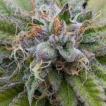Bubba Kush Auto