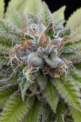 Bubba Kush Auto – Alchimia