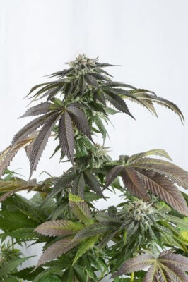 Bubba Kush CBD - Alchimia