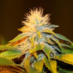 Bubba Kush Seedsman