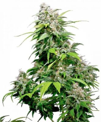 California Indica - Alchimia