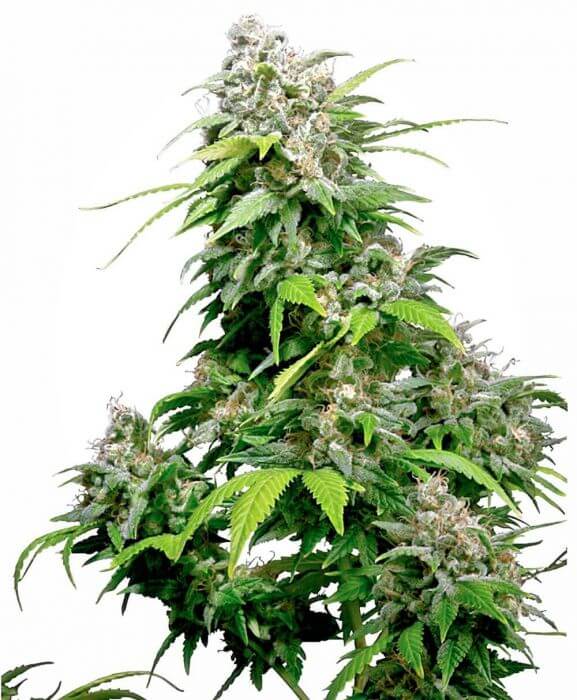 California Indica - Alchimia