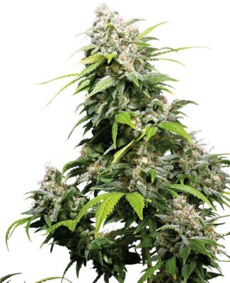 California Indica - Regular - Alchimia