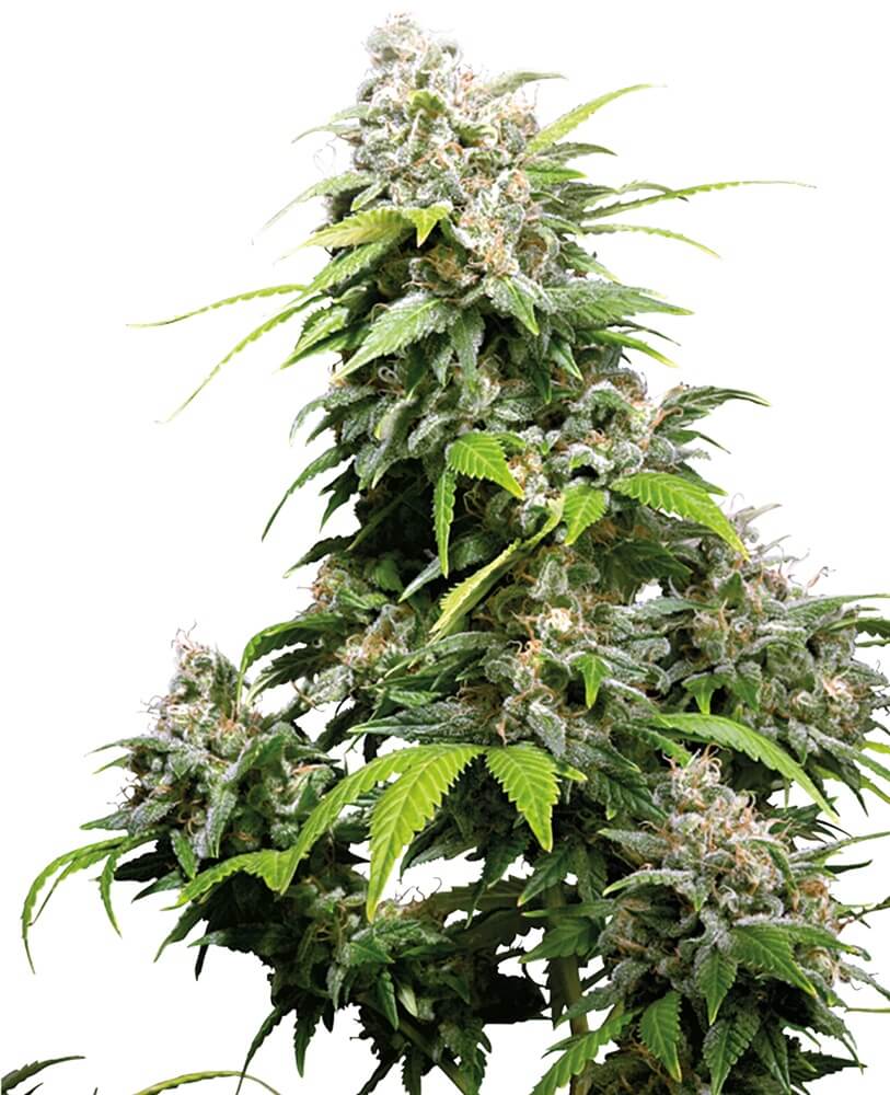California Indica - Regular - Alchimia