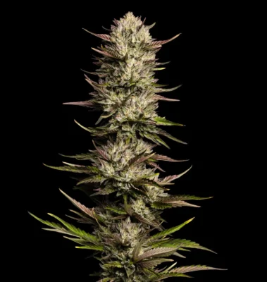 California Octane - Alchimia