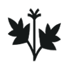 Cannabis Anbau